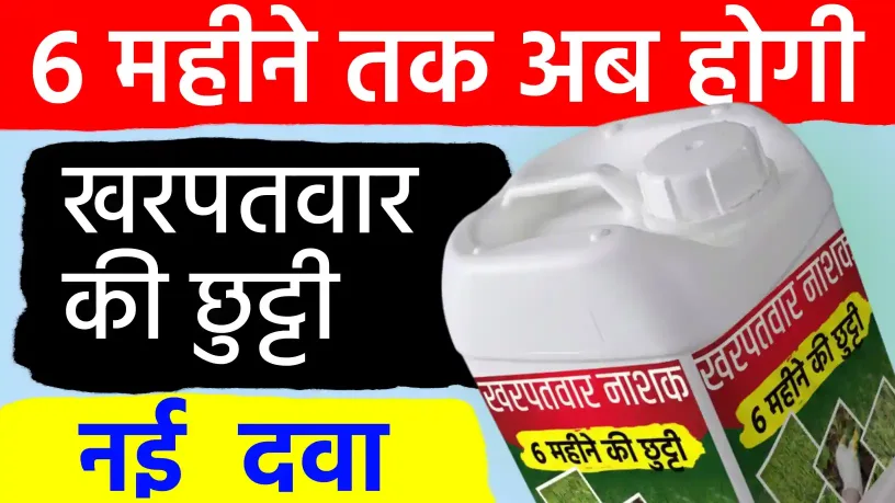 खरपतवार' से 6 महीने