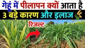 गेहूं में पीलापन: कारण और प्रभावी उपाय.