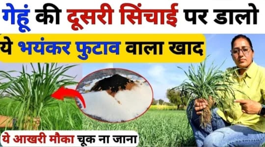 गेहूं की दूसरी सिंचाई